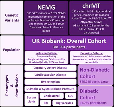 Mitochondrial related variants associated with cardiovascular traits